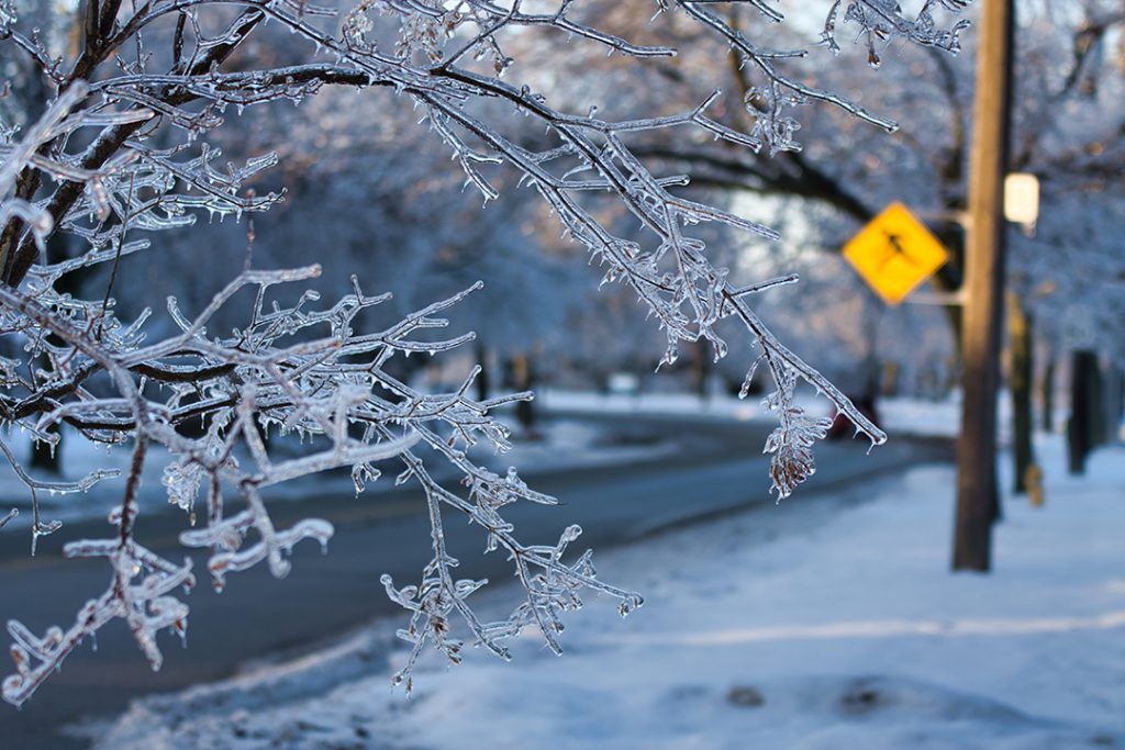 Ice covered tree branches