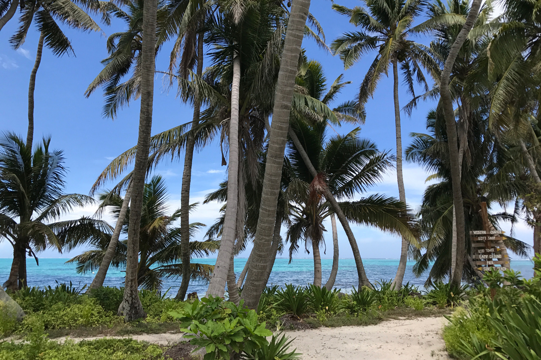 Ocean view with palm trees and a sandy walkway leading toward the water