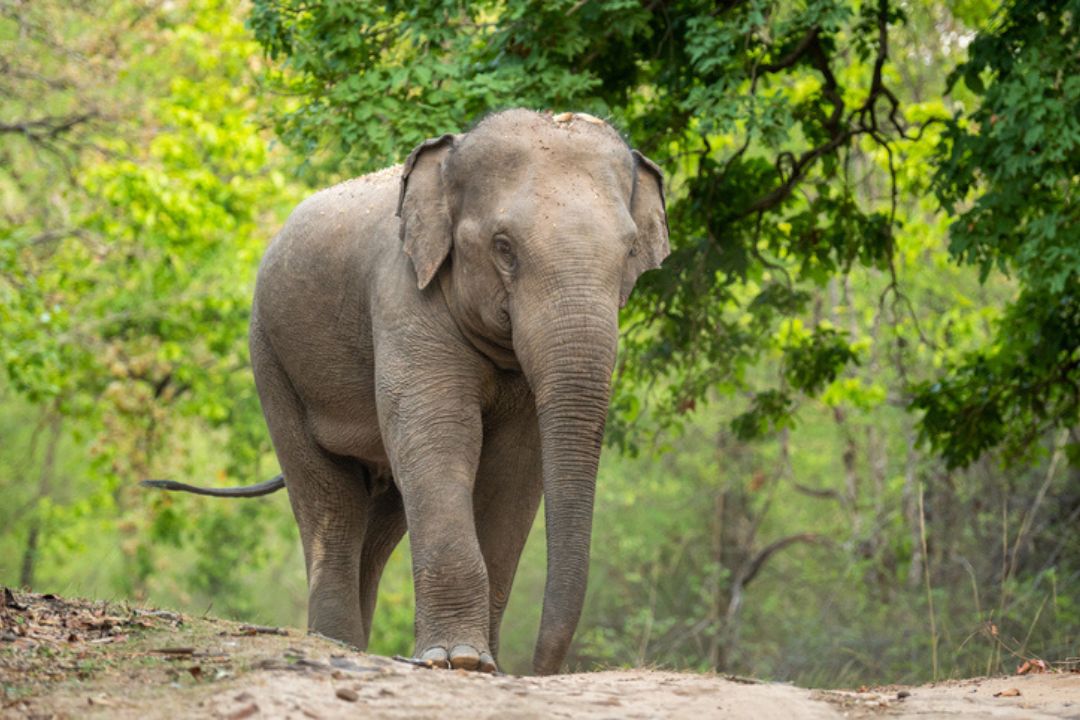 An elephant walks through the trees