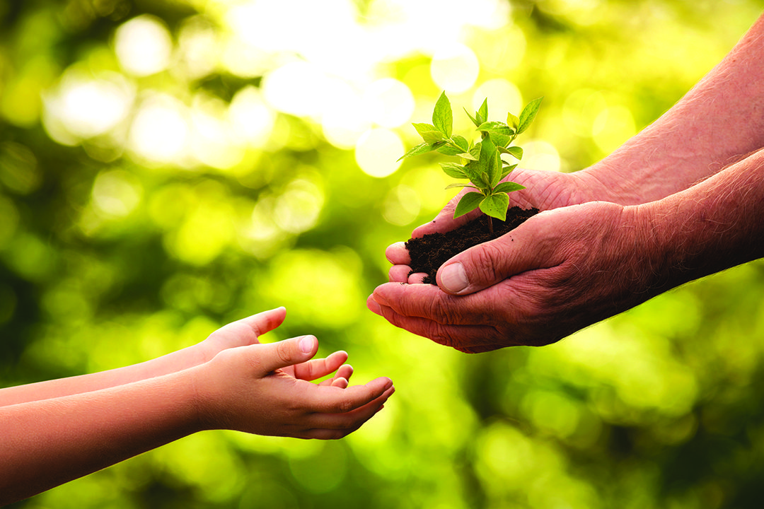 Close up of senior hands giving small plant to a child.