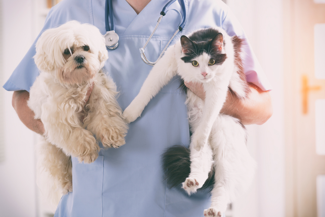 Close up of vet holding a dog with one arm and a cat with the other arm.
